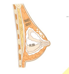 自體脂肪隆胸缺點體現(xiàn)在哪